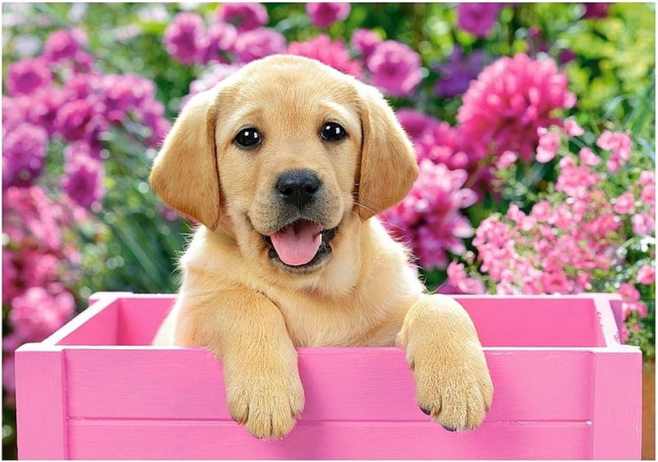 Lindo cachorro en una caja rosa ❤️❤️❤️❤️ rompecabezas en línea