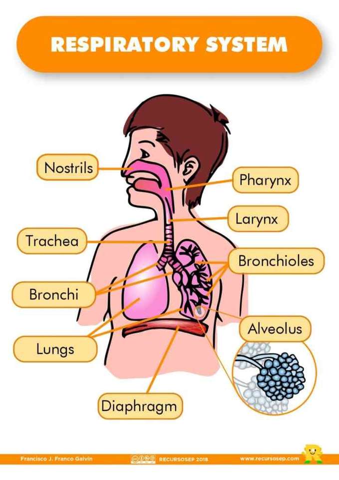 Sistema respiratório puzzle online