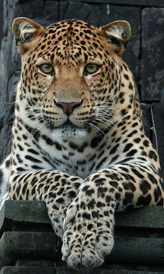 leopard leopard leopard pussel på nätet