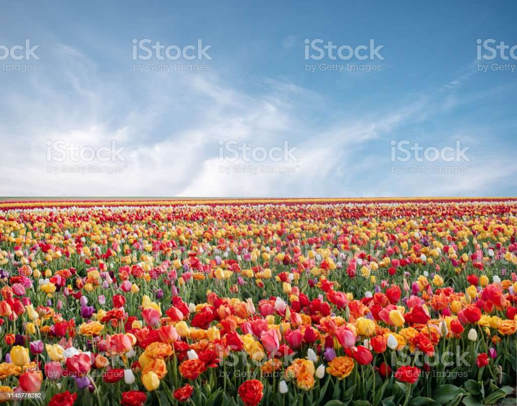 paisagem floral puzzle online