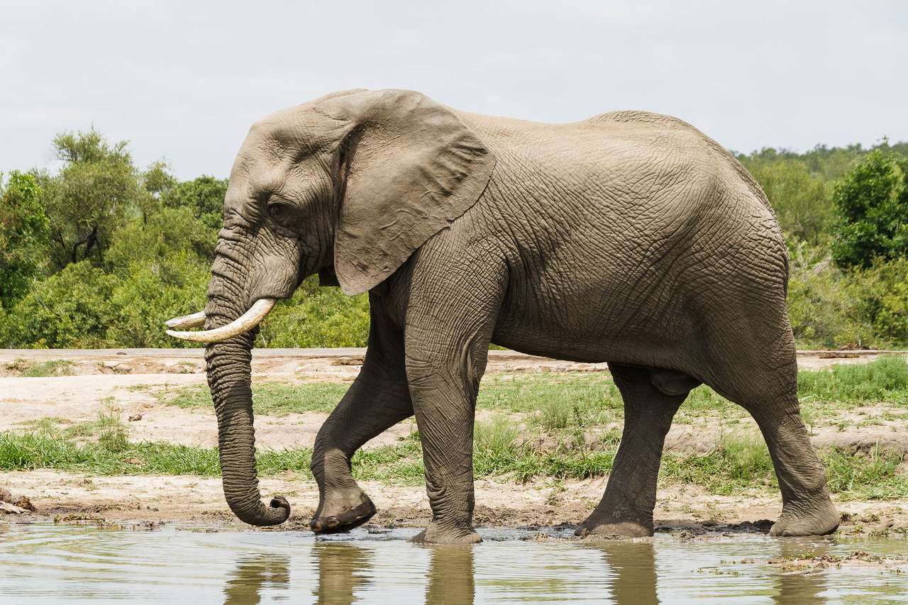 elefante fuso puzzle online