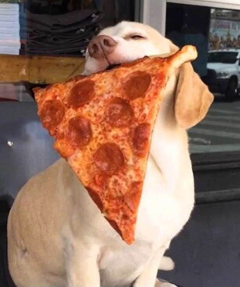 Puppy with Pizza❤️❤️❤️❤️❤️❤️ jigsaw puzzle online