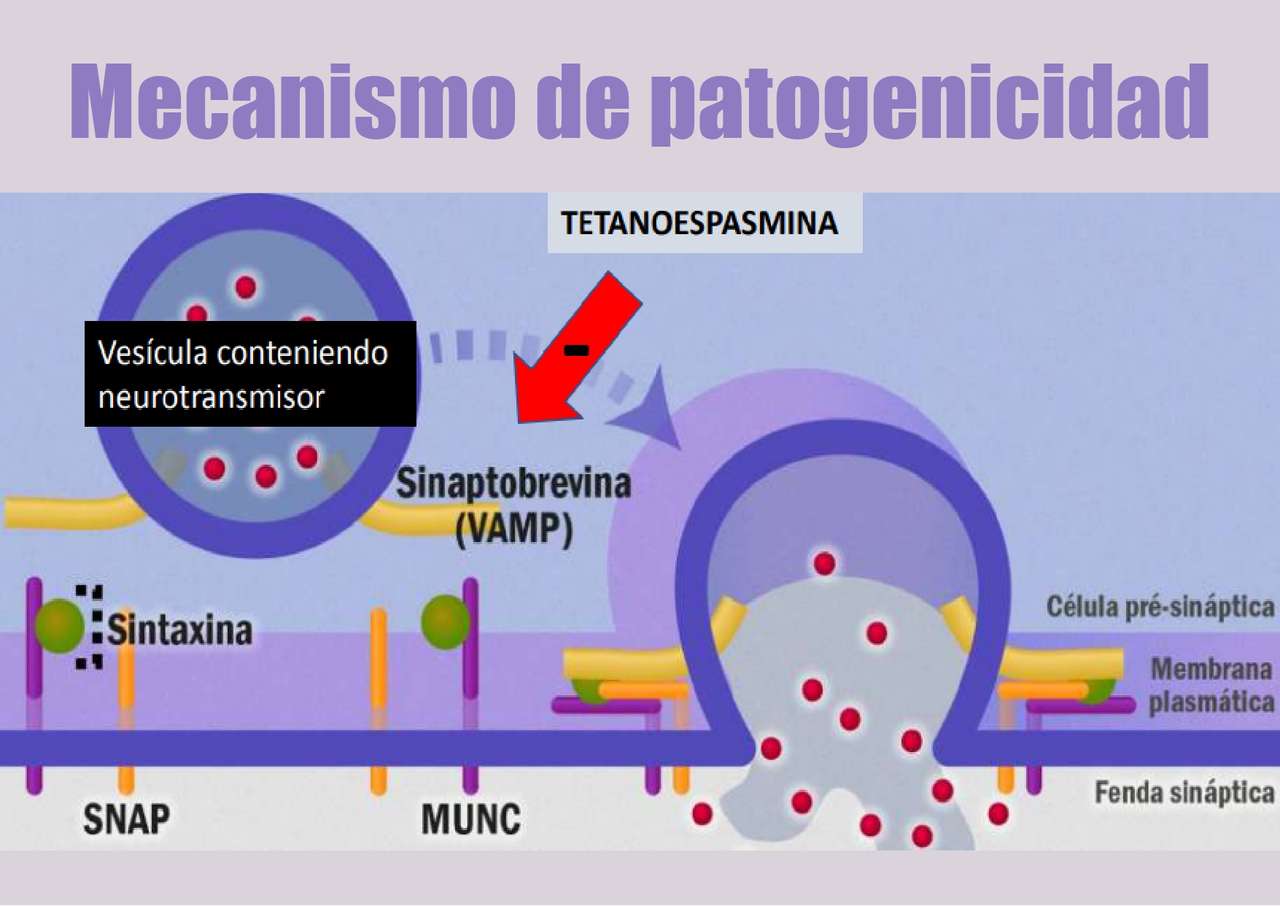 Mecanismo de patogenicidade do tétano puzzle online