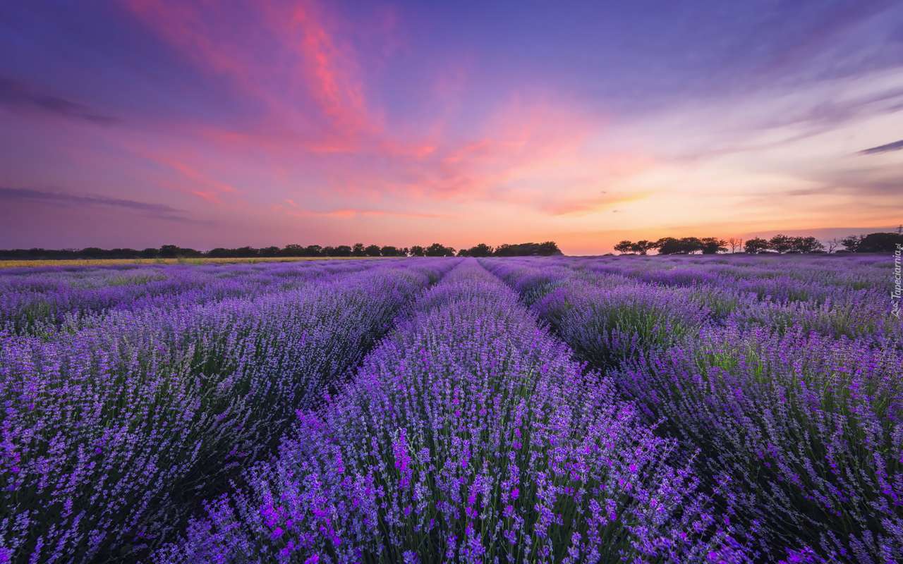 lavendel fält Pussel online