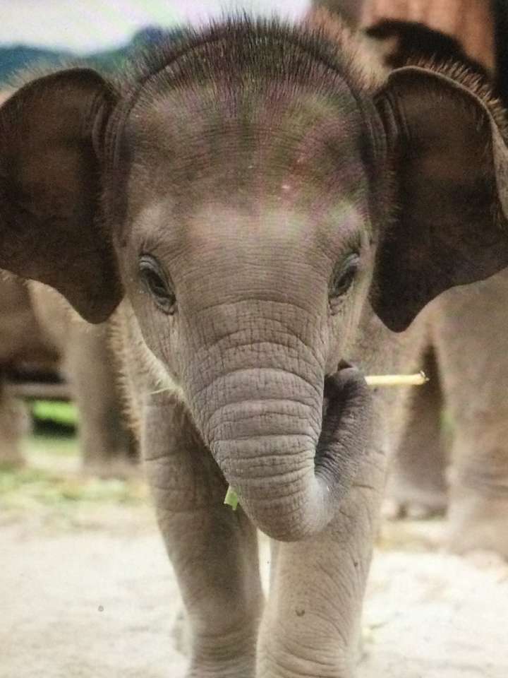 Babyolifant grijs online puzzel