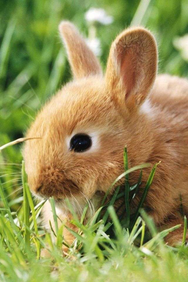 Крольчатина онлайн-пазл