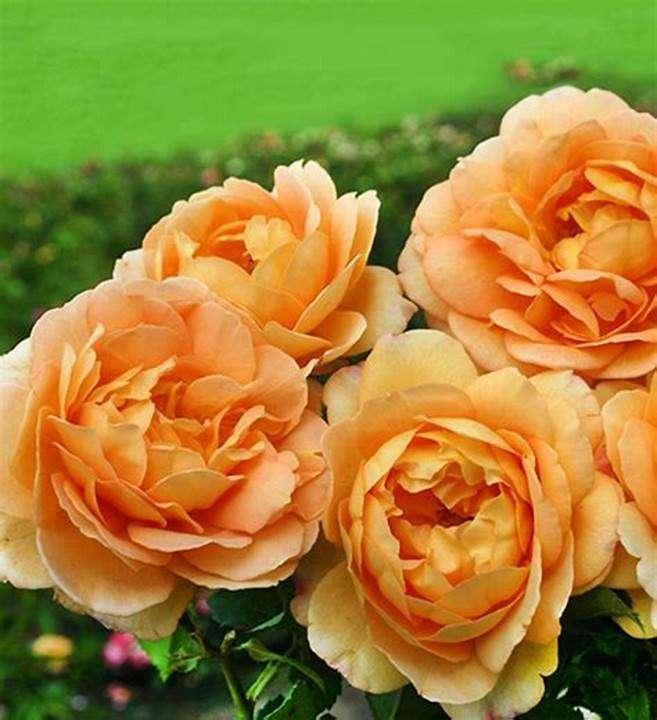 Oranje bloemen legpuzzel online