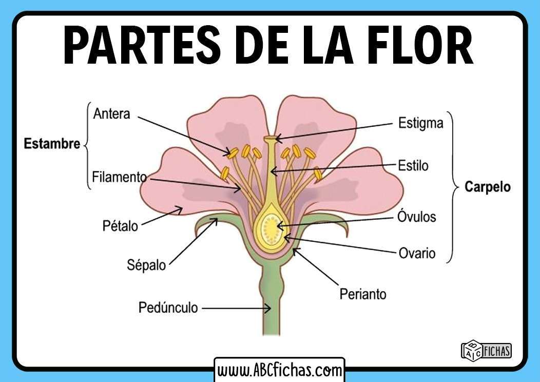 PARTS OF THE FLOWER jigsaw puzzle online