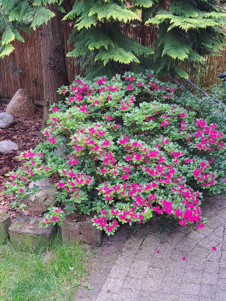 rododendron, lente in de tuin online puzzel