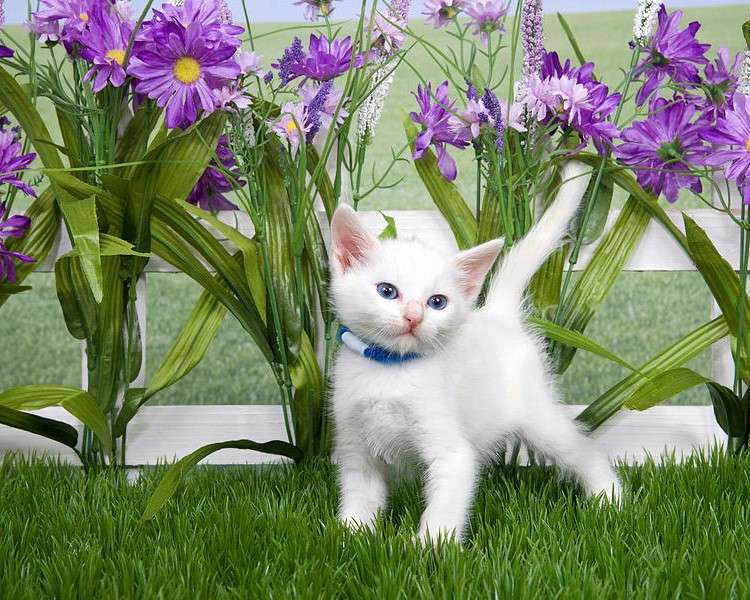 Vit kattunge och blommor Pussel online