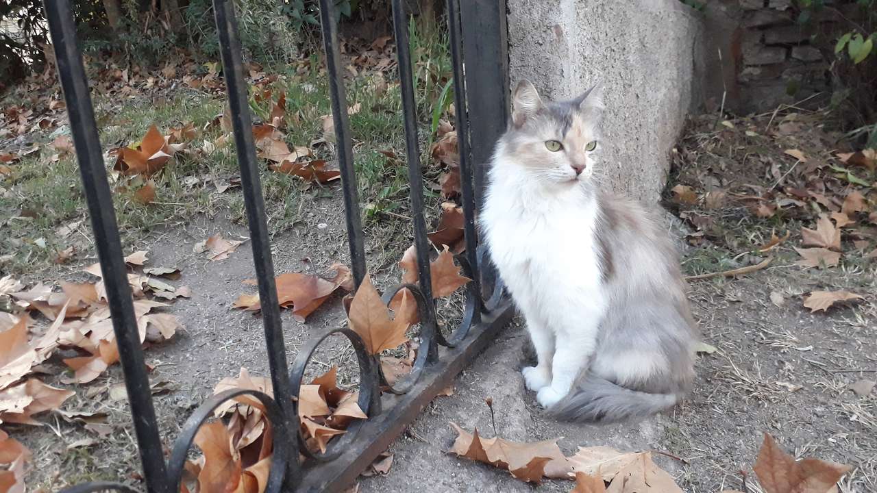 La gatita Cuqui rompecabezas en línea