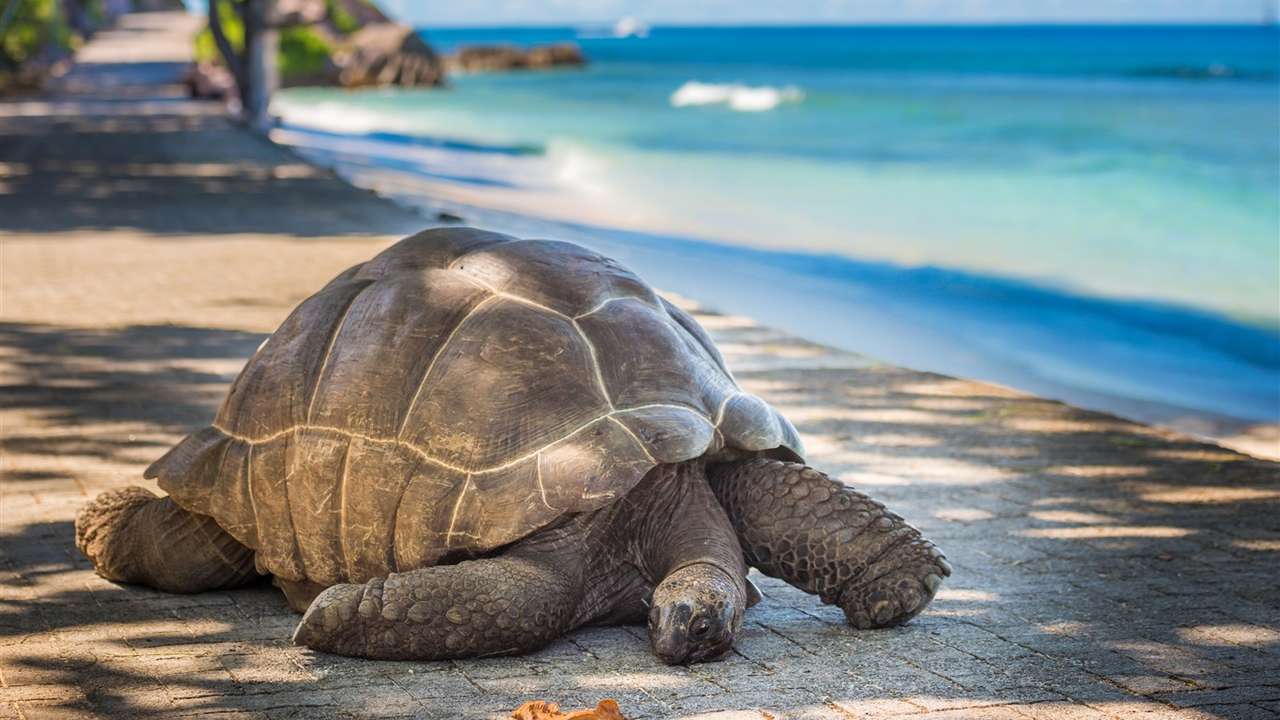 Tortuga Galápagos rompecabezas en línea