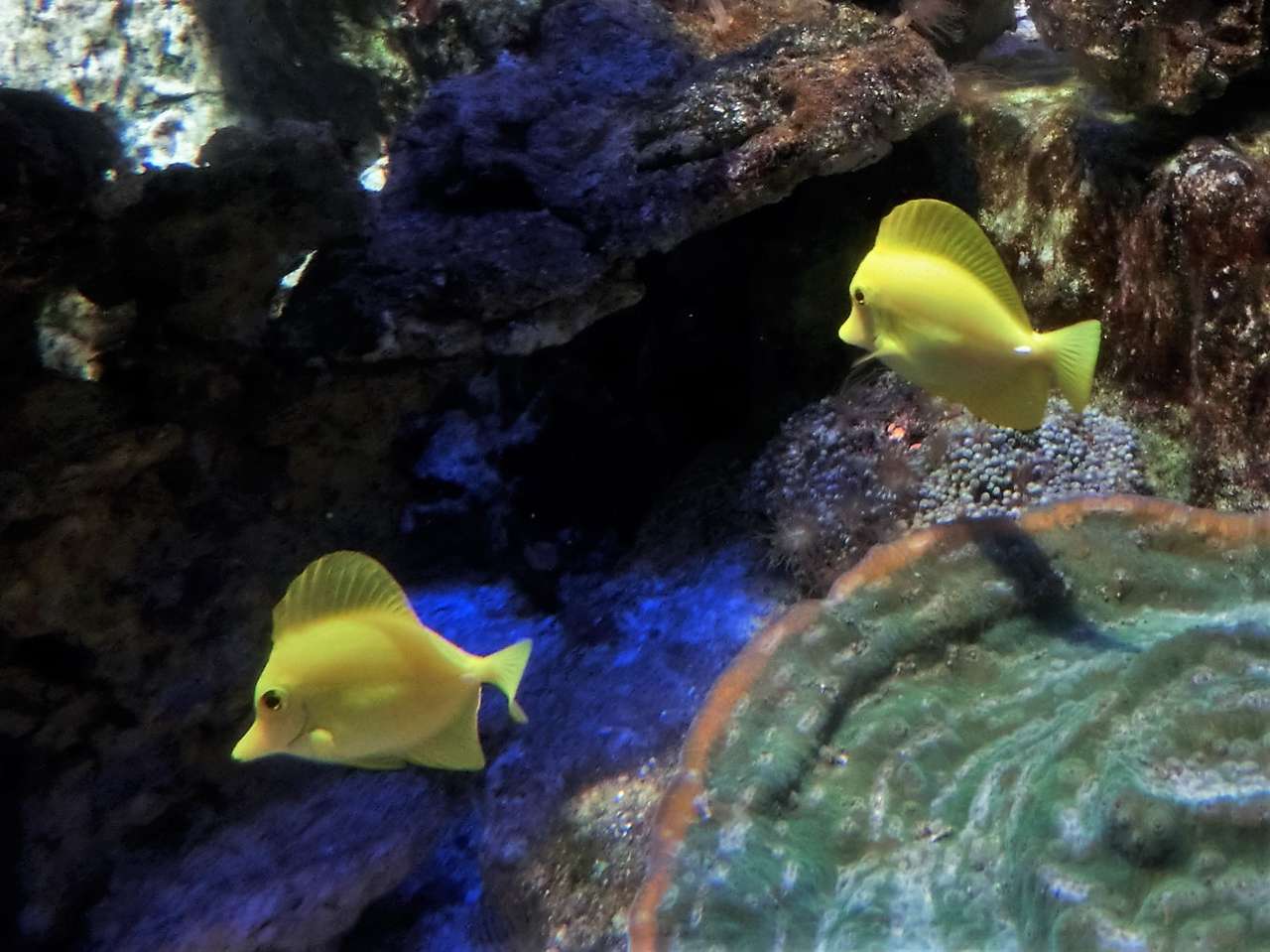 pesce giallo puzzle online