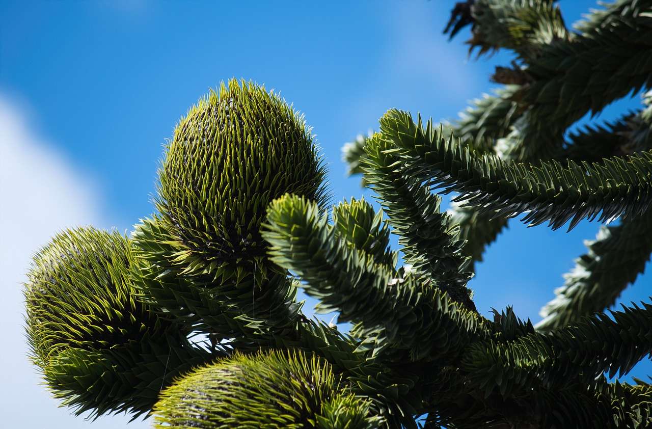 pino chileno, árbol conífero rompecabezas en línea