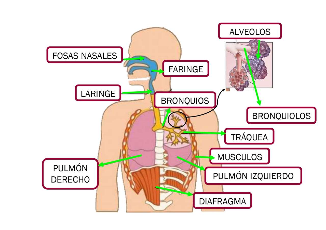RESPIRATORY SYSTEM online puzzle