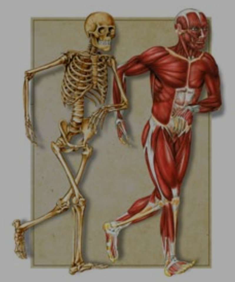 Osteoartromuszkuláris rendszer online puzzle