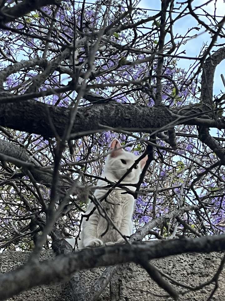 katt-blommor pussel på nätet