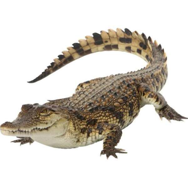 Головоломка Крокодил пазл онлайн