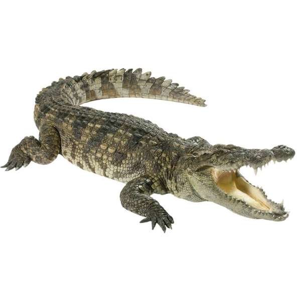 Крокодил пъзел онлайн пъзел