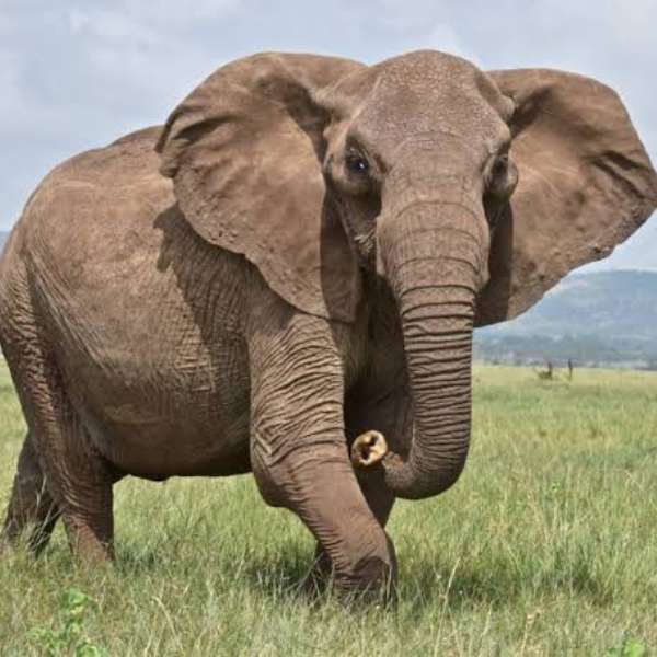 Головоломка про слона онлайн пазл