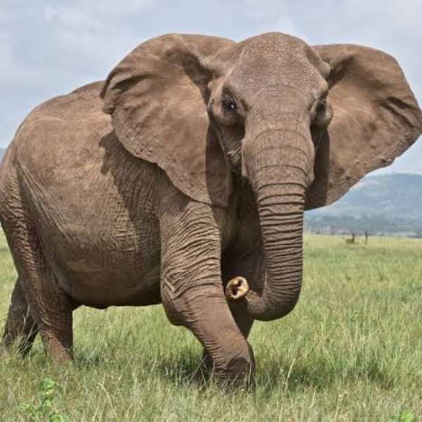 Rompecabezas de elefante rompecabezas en línea