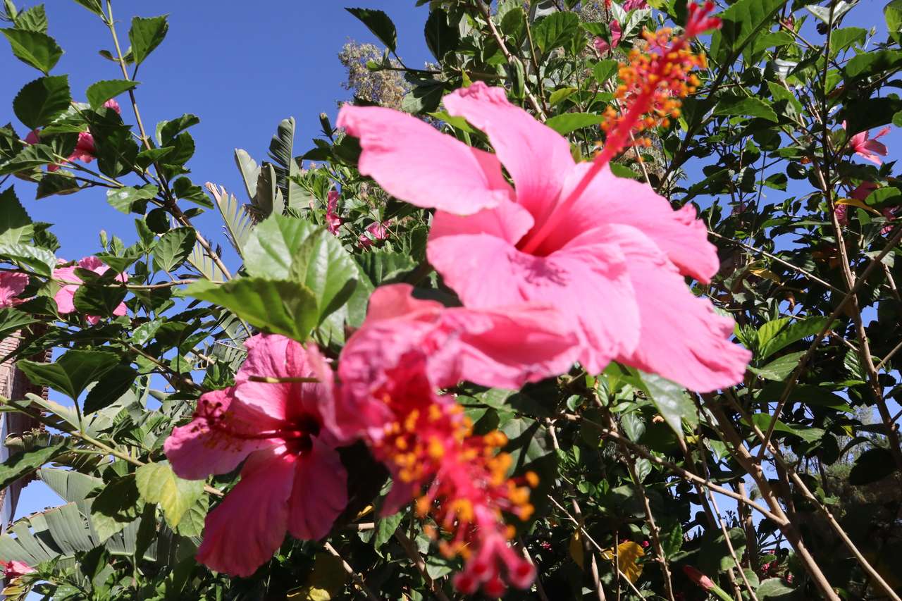 hibiscus roz puzzle online