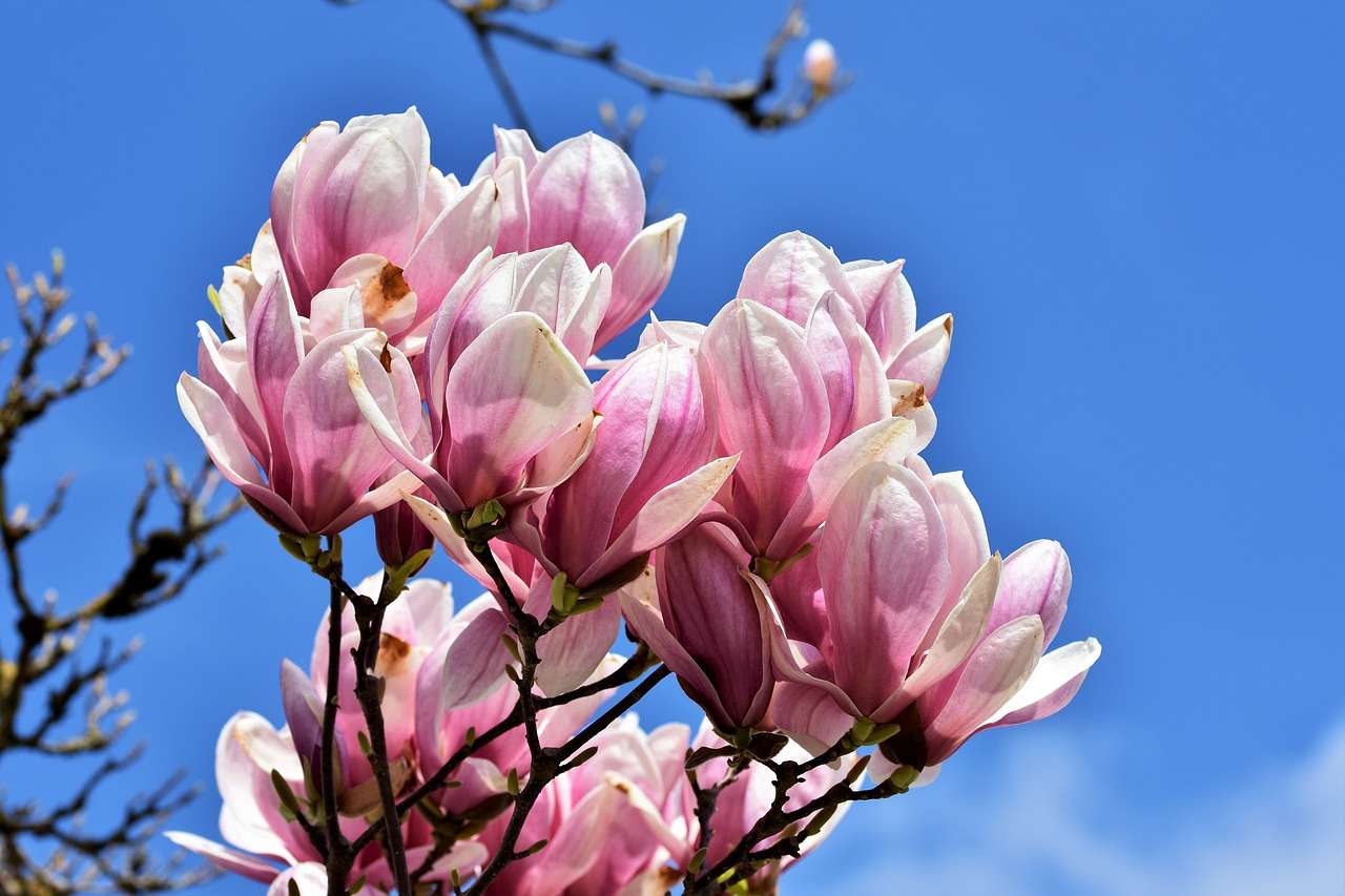 Magnolia, blommande Pussel online