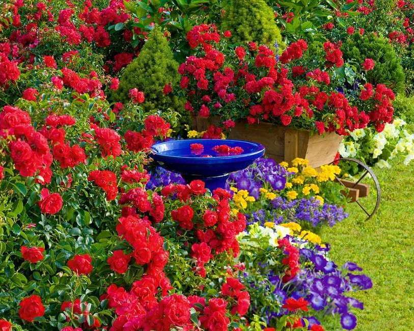 Разноцветные цветы в саду пазл онлайн