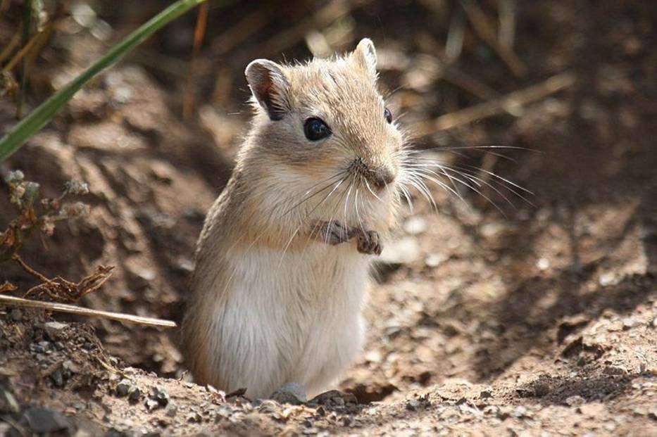 gerbil kirakós online