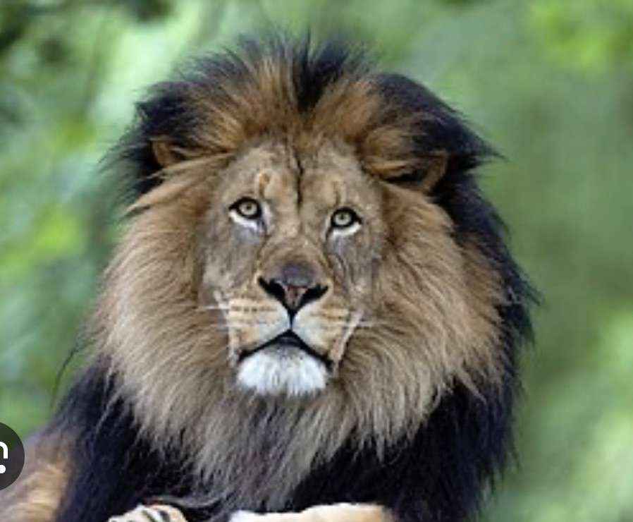 dierlijke leeuw online puzzel