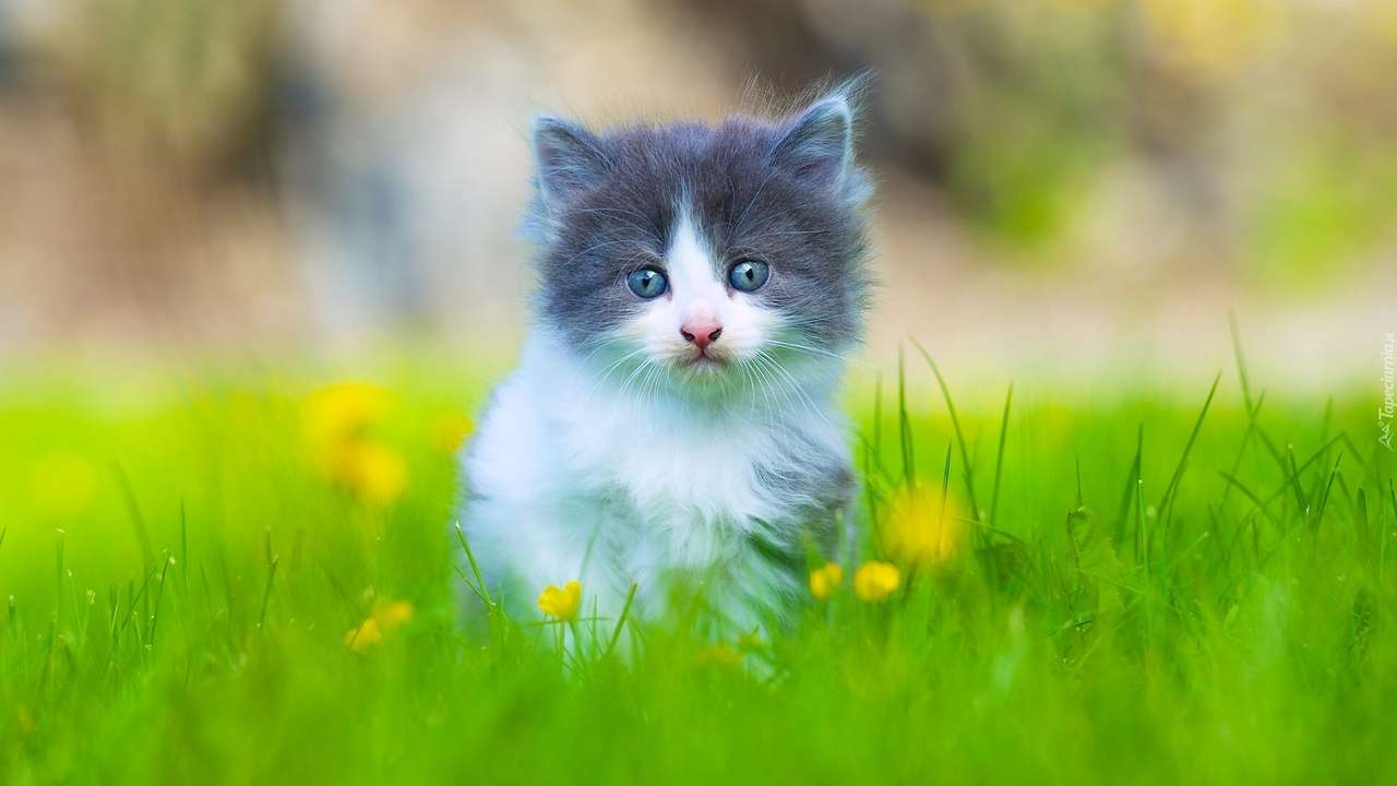крихітне кошеня в траві онлайн пазл