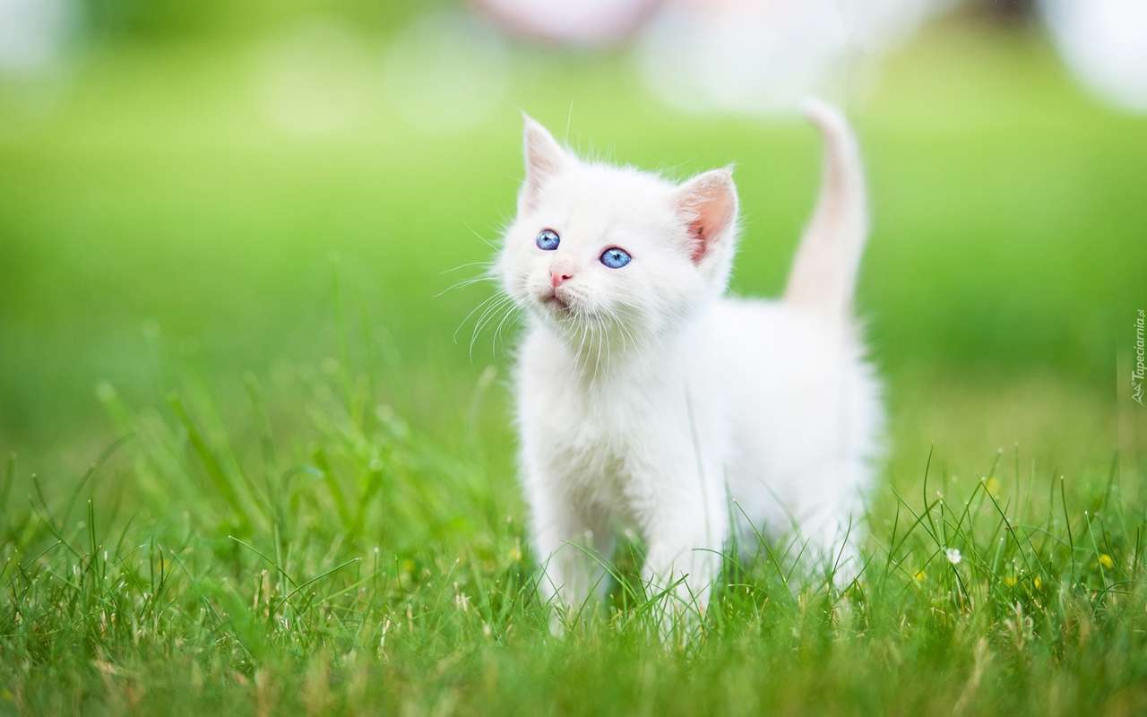 minúsculo gatinho branco na grama puzzle online
