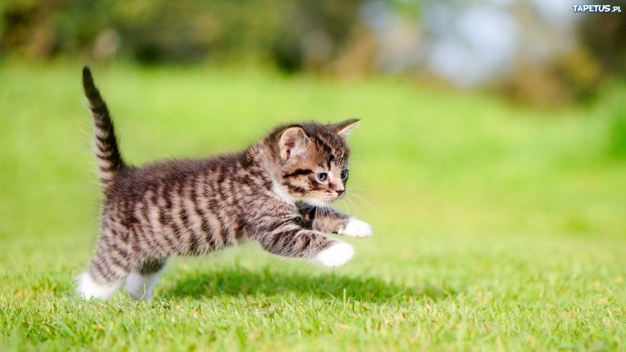 ジャンプする小さな子猫 ジグソーパズルオンライン