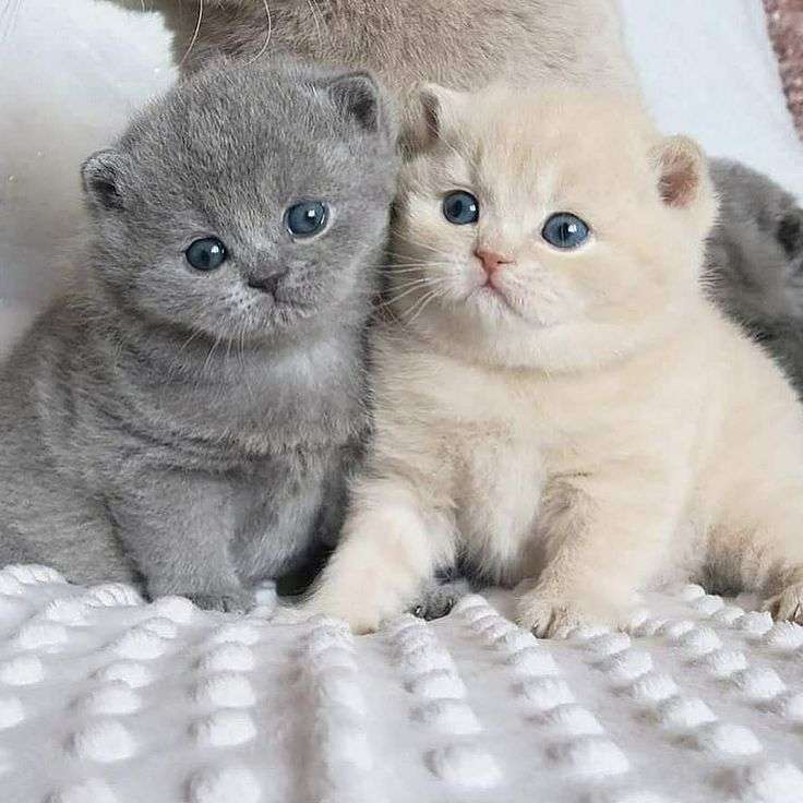крошечные кошки-близнецы онлайн-пазл