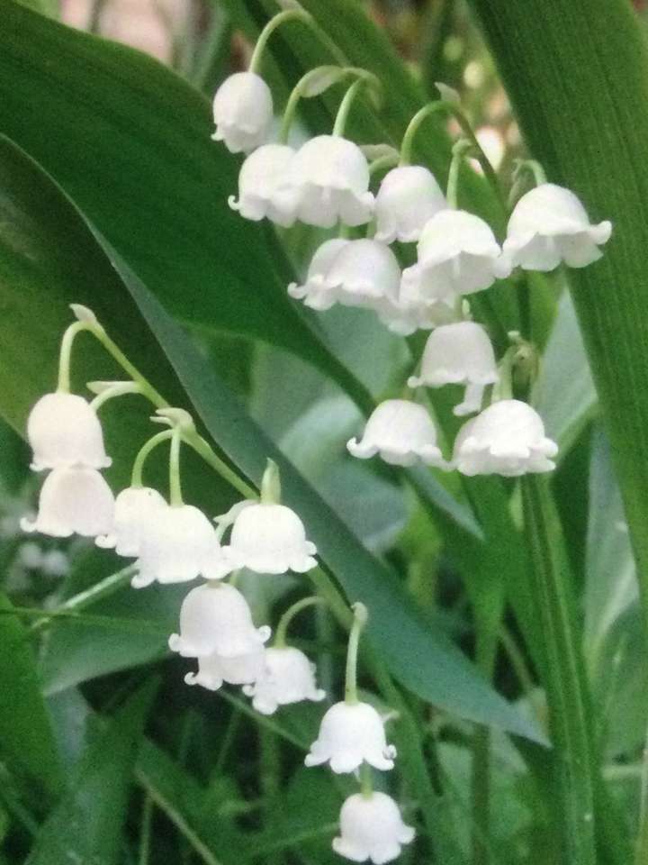 Lily of the valley with all these little bells online puzzle
