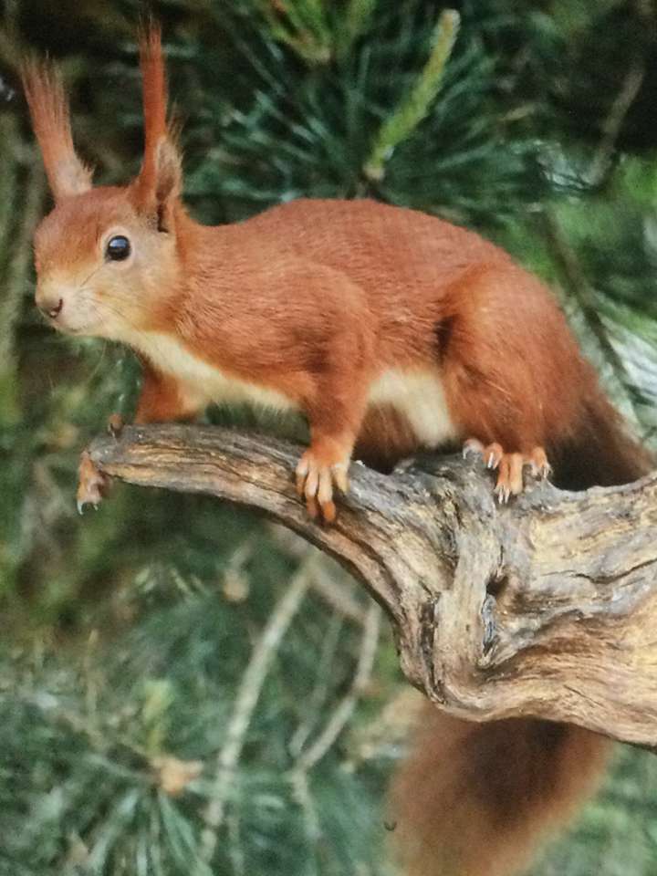 red squirrel on its branch online puzzle