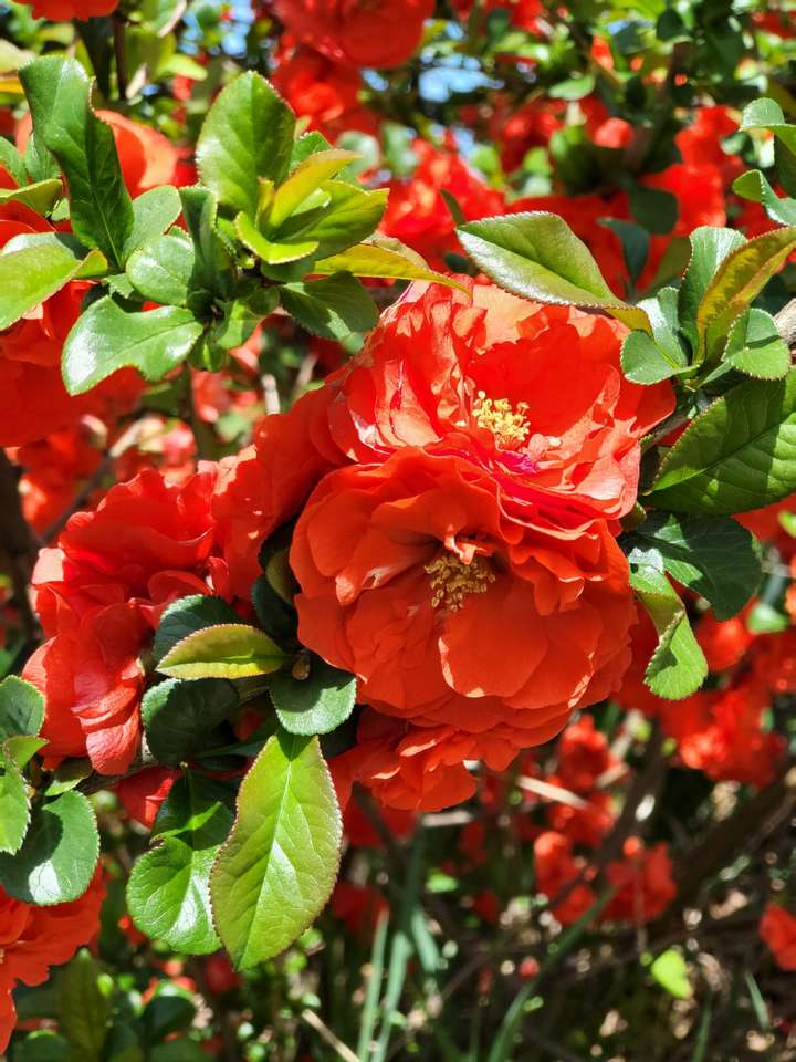 Busch mit roten Blüten Puzzlespiel online