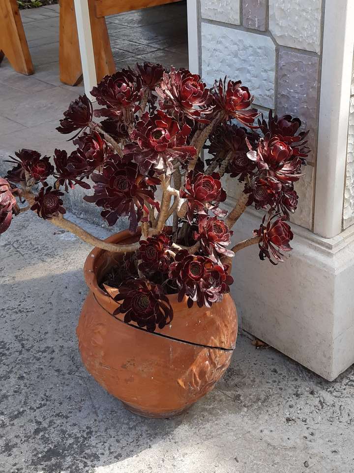 un grande vaso con una pianta puzzle online