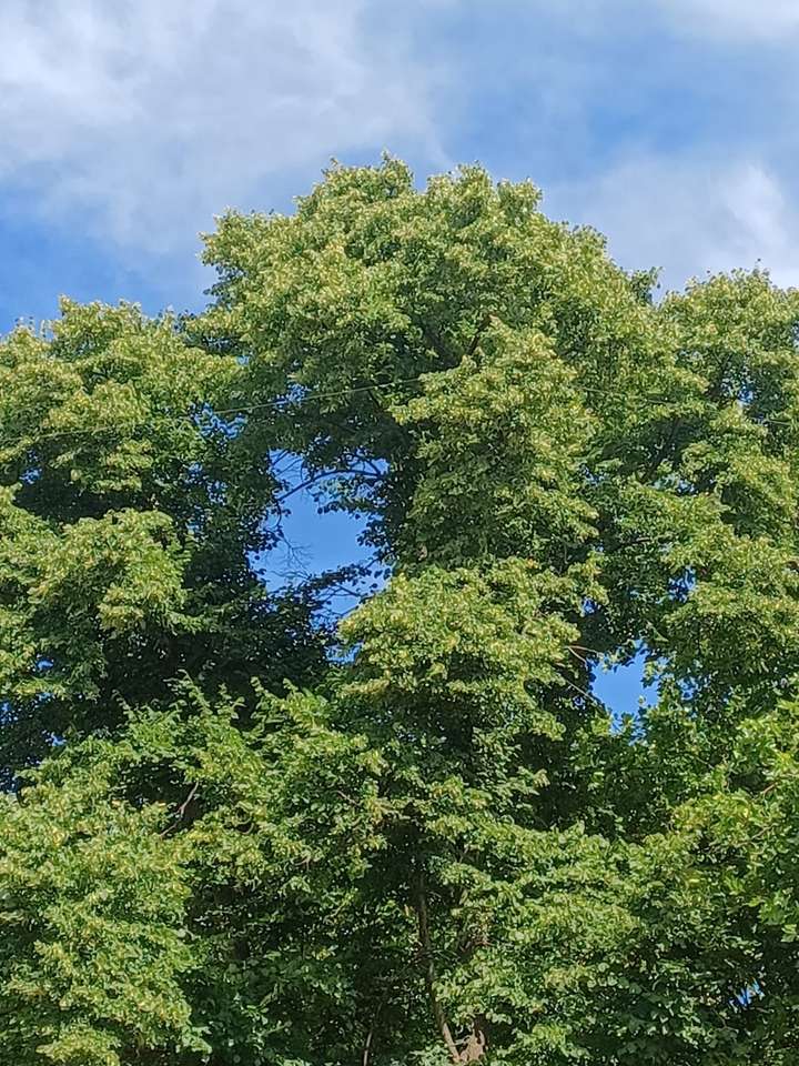 nagy zöld fák és az ég online puzzle