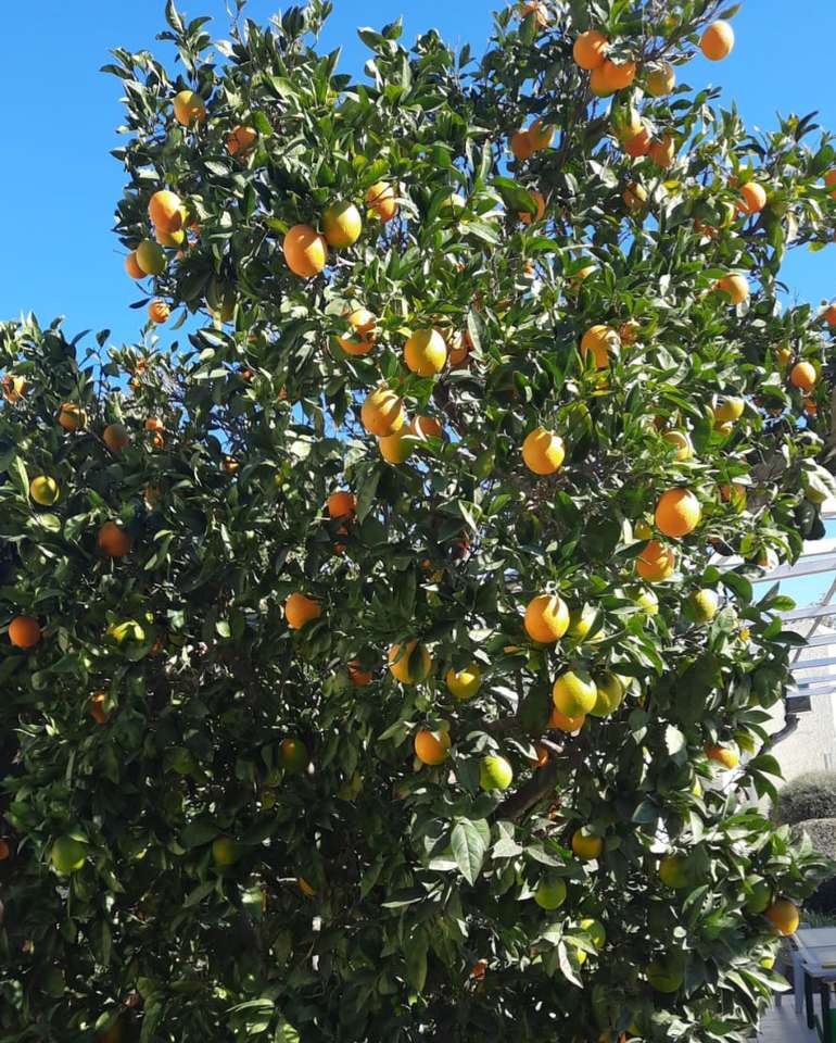 nagy citrusfa online puzzle