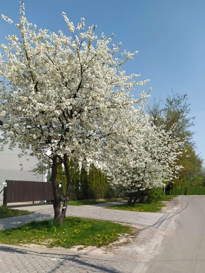 Frühlingsblühender Obstbaum Online-Puzzle