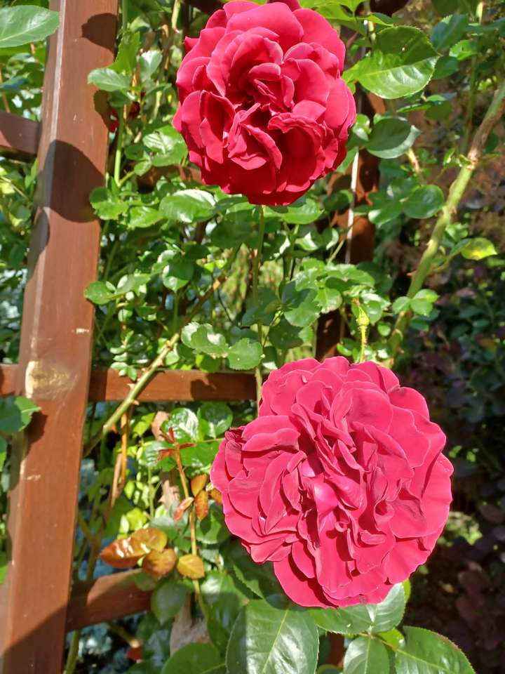 dos hermosas rosas en flor rompecabezas en línea