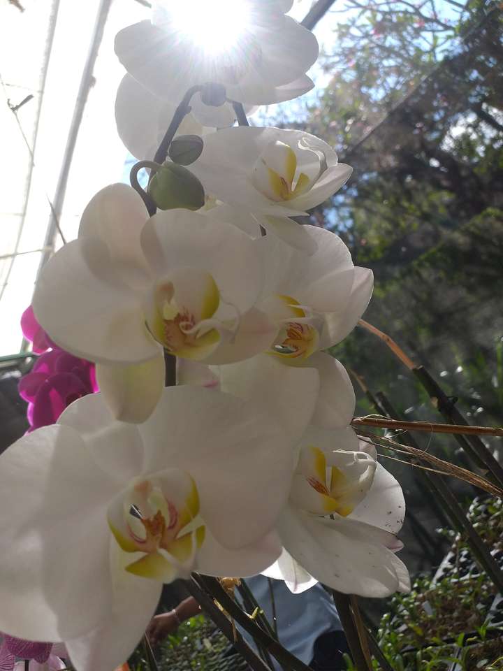 Orchidej skládačky online