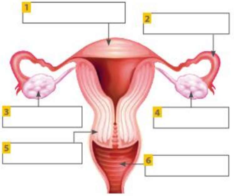 Женская репродуктивная система пазл онлайн
