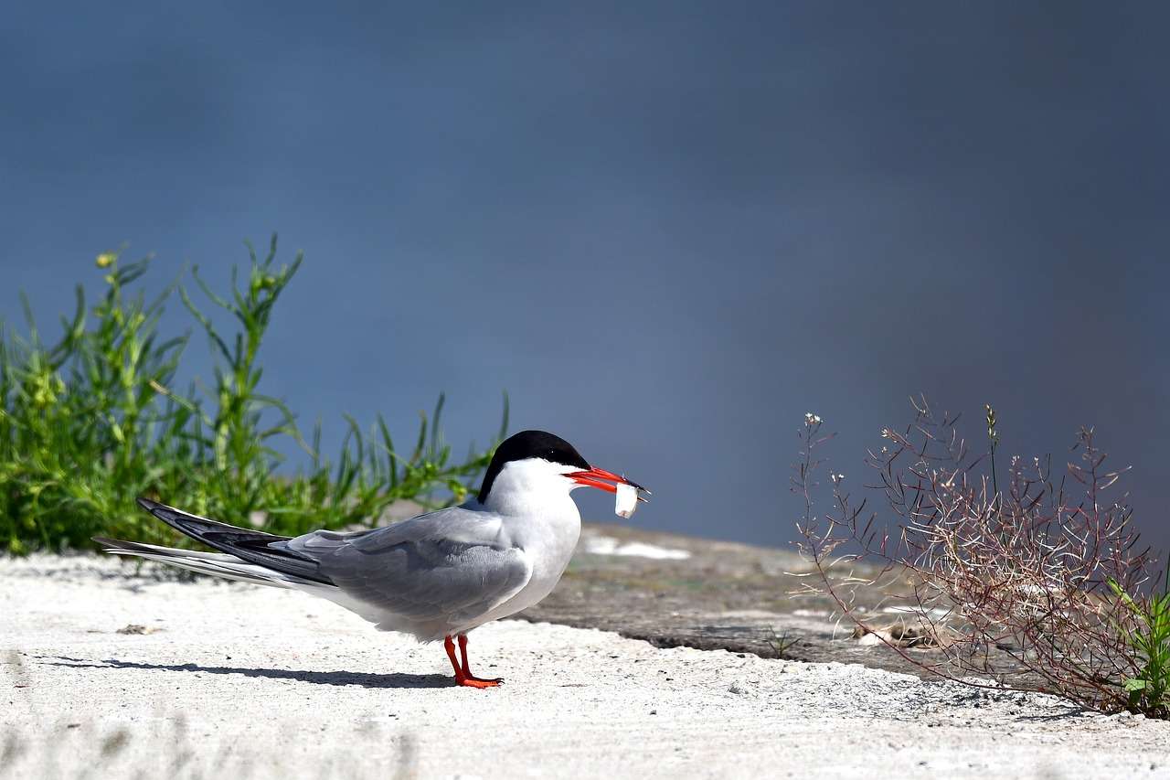 Tern, Bird, Tern online puzzle