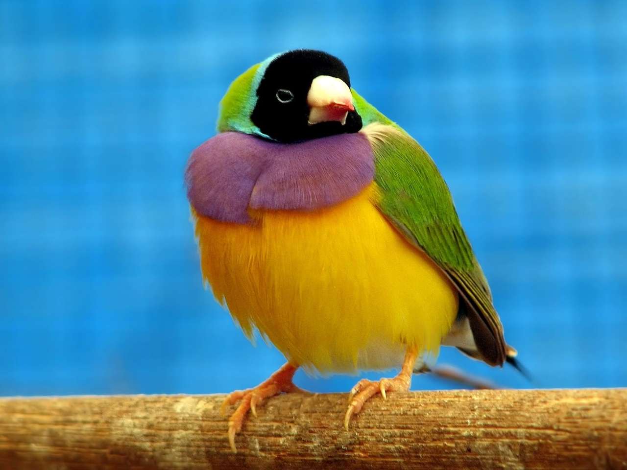 Красочная птичка онлайн-пазл