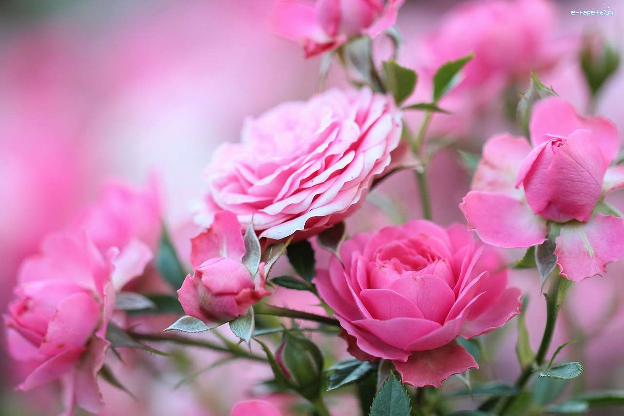 virágok rózsa-királynője kirakós online