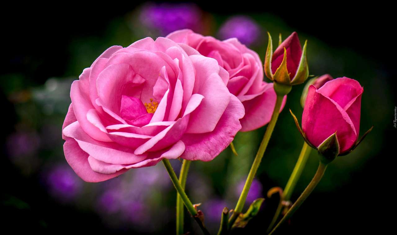 τριαντάφυλλο-βασίλισσα των λουλουδιών online παζλ