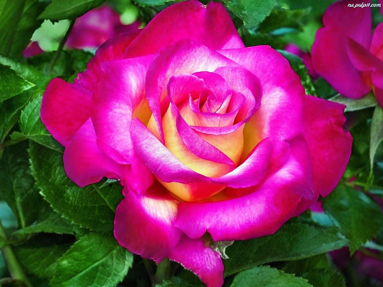 Rosenkönigin der Blumen Puzzlespiel online