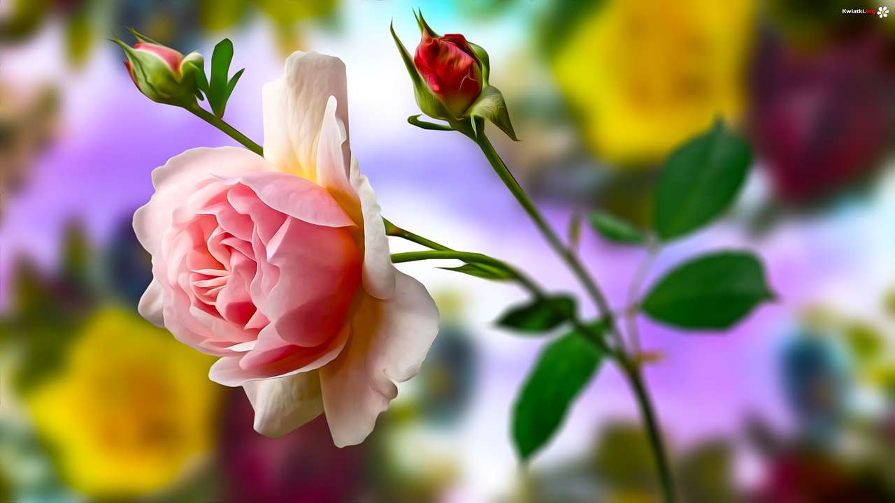 růžová královna květin skládačky online